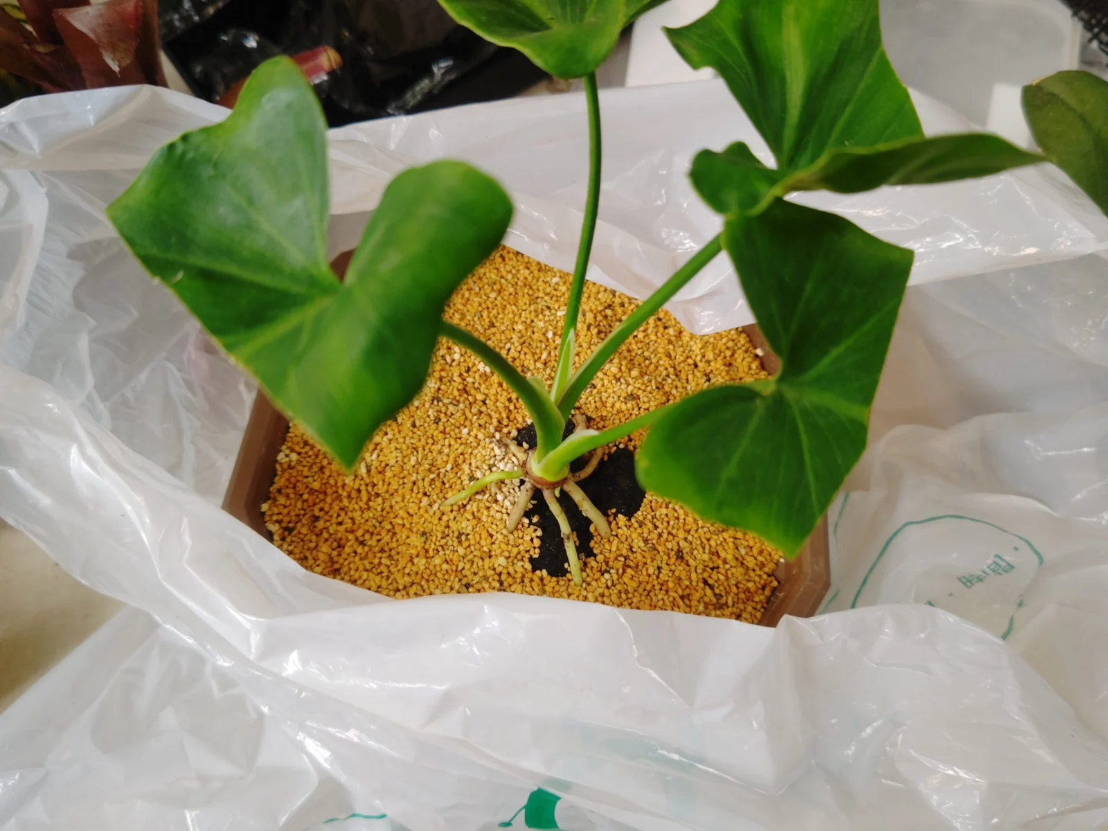 フィロデンドロン　セローム