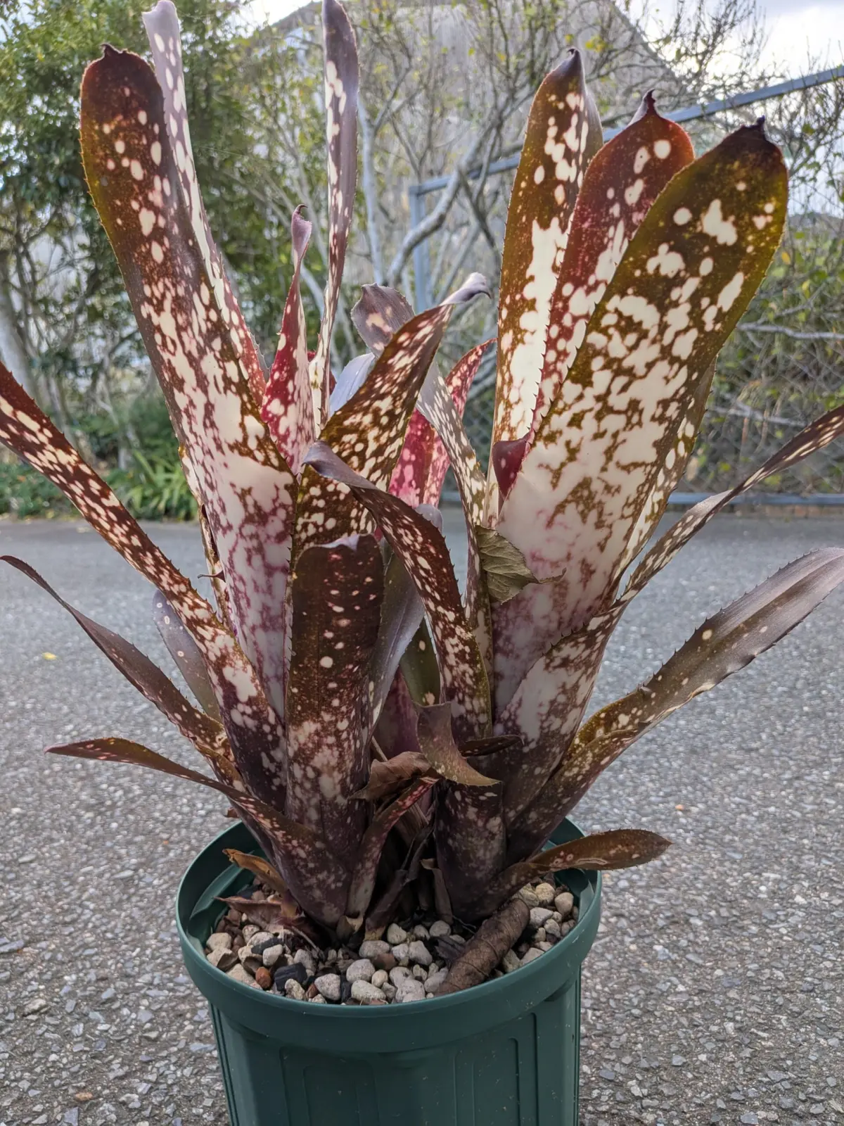 ビルベルギア　ハレルヤ