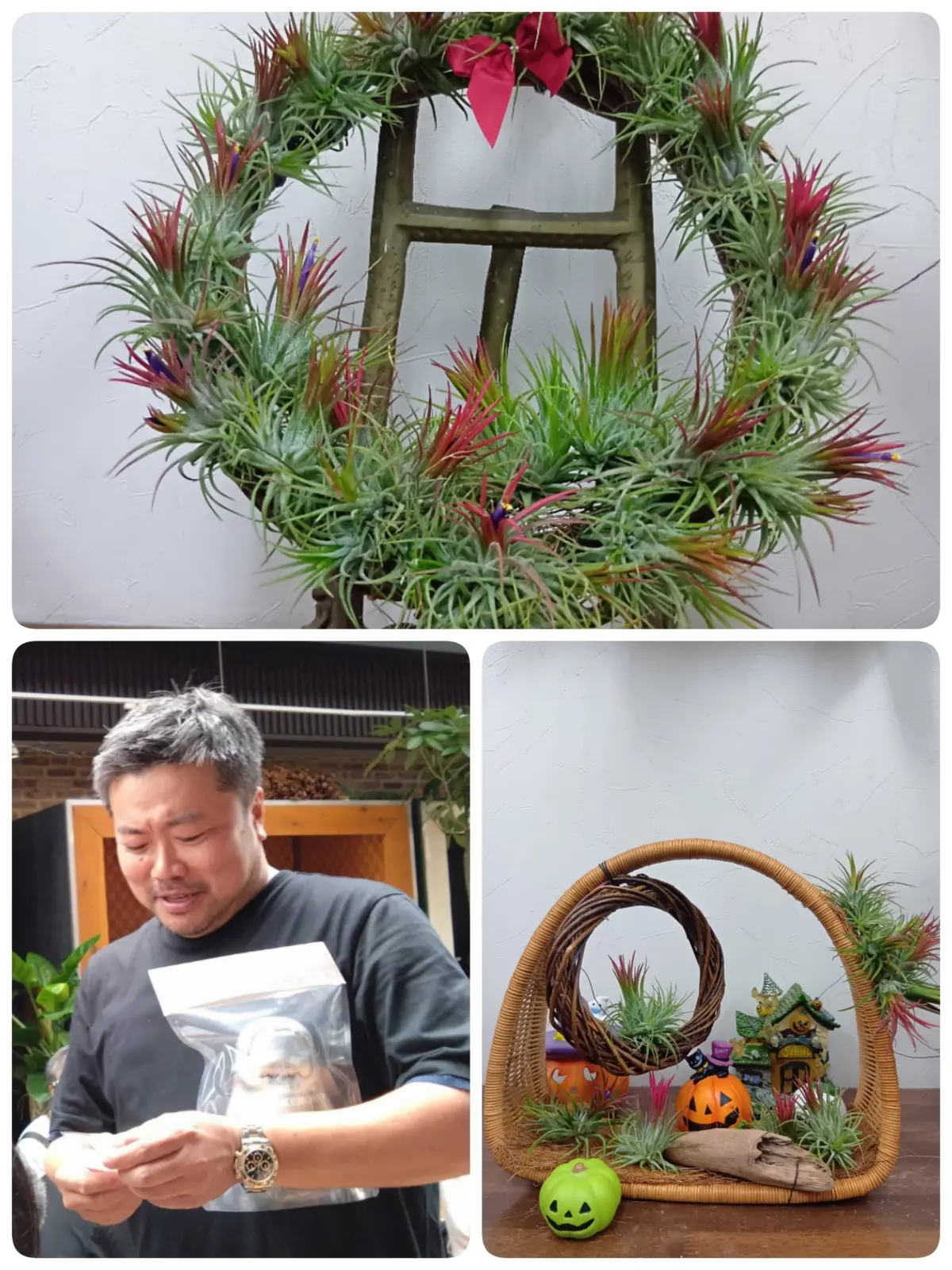 ティランジア　フェイゴフェスティバルVol3