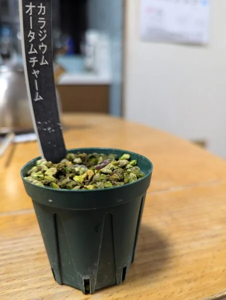 カラジウム　オータムチャーム