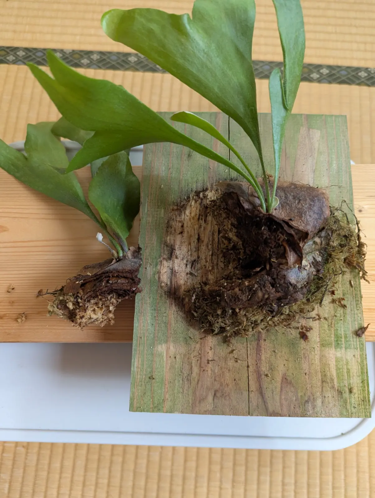 ビカクシダ　札落ち