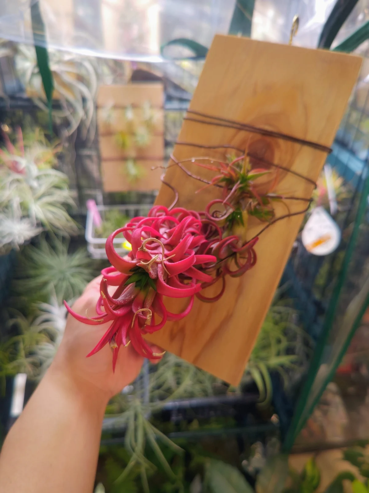 ティランジア　イオナンタ　バンハイニンギー　レッドドラゴン