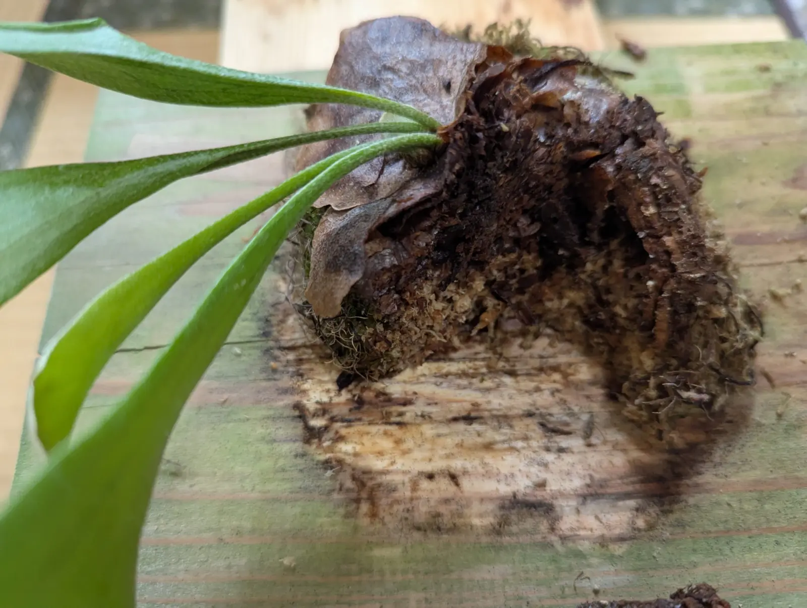 ビカクシダ　札落ち