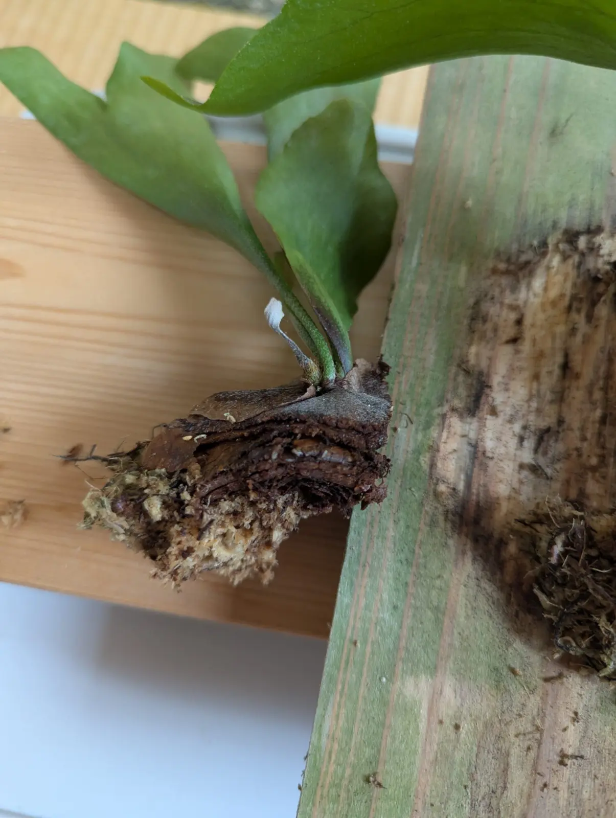 ビカクシダ　札落ち