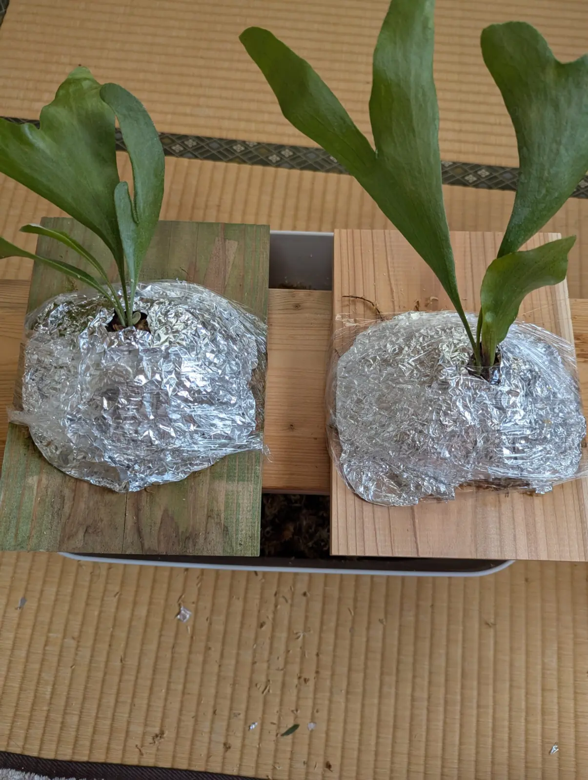 ビカクシダ　札落ち