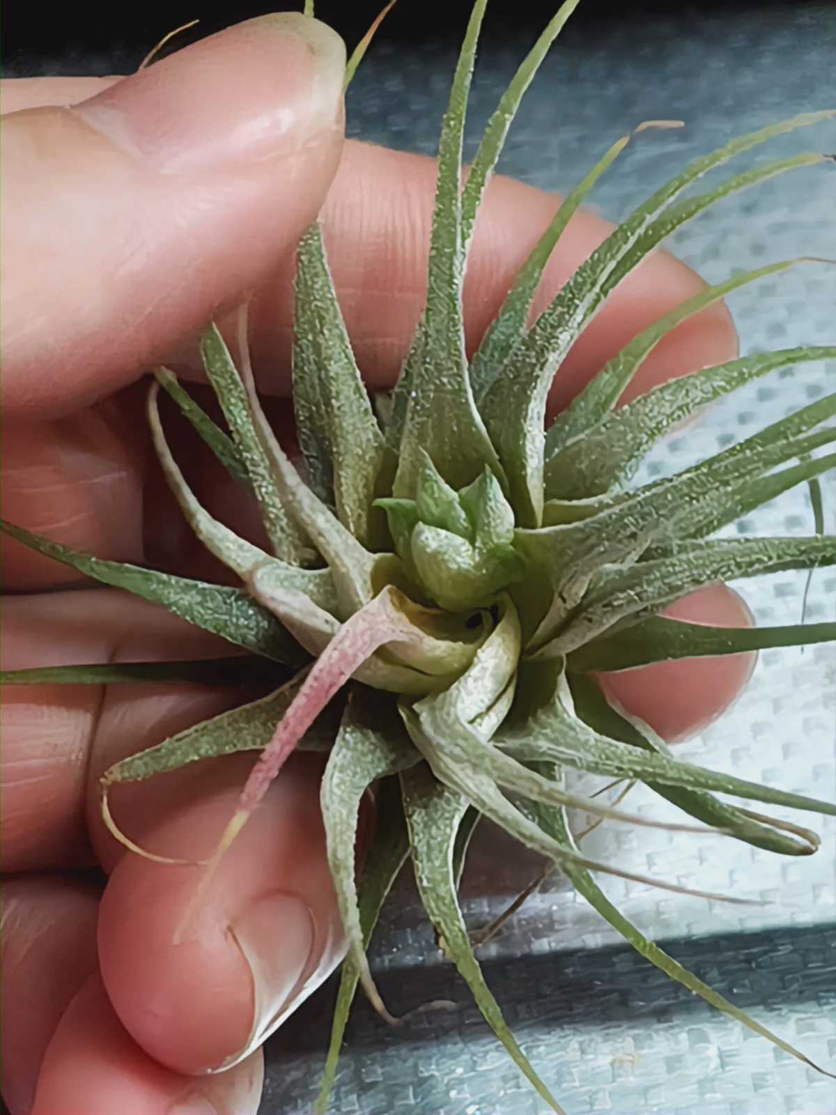 ティランジア　イオナンタ