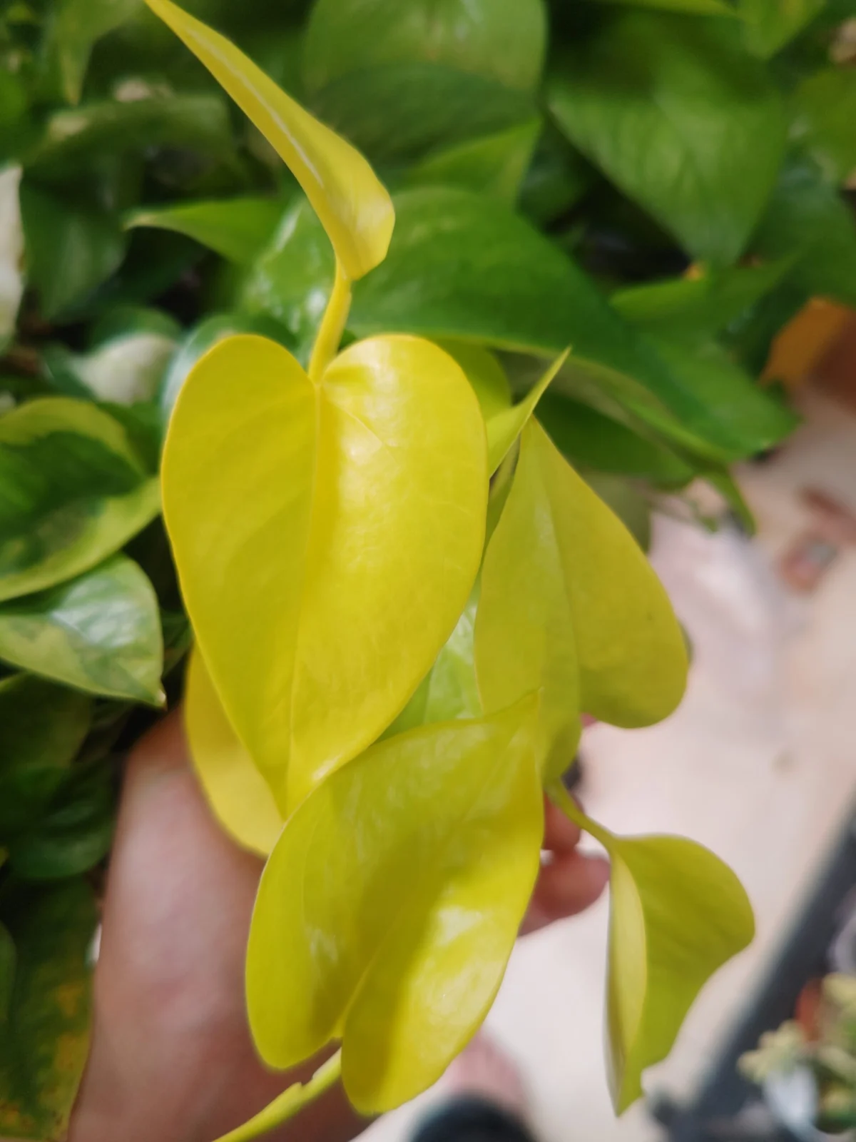 ポトス　ライム　枝変り