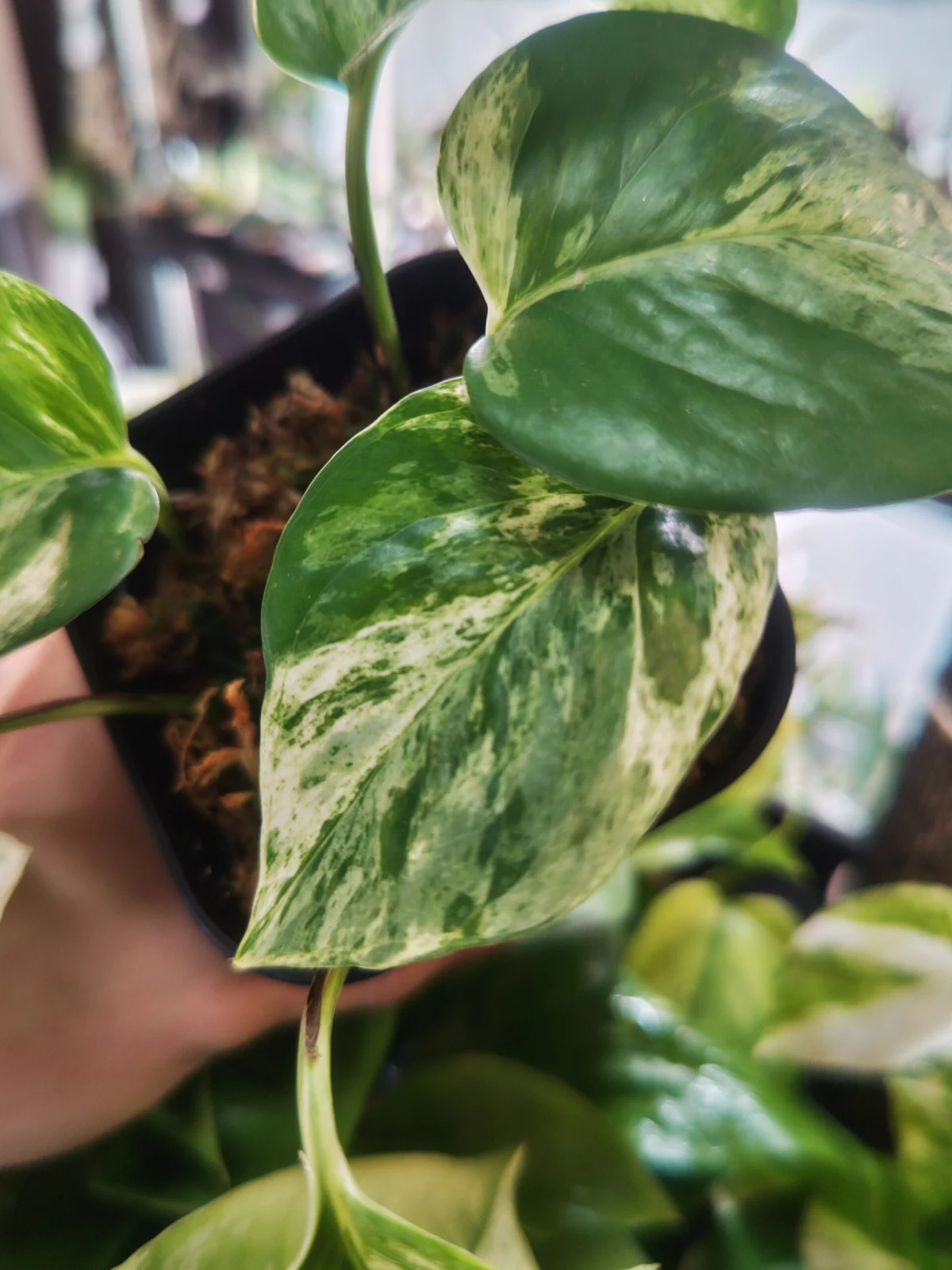 ポトス マーブルクイーン 厳選