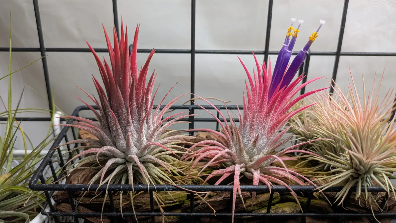 チランジア イオナンタ ダイソー 開花