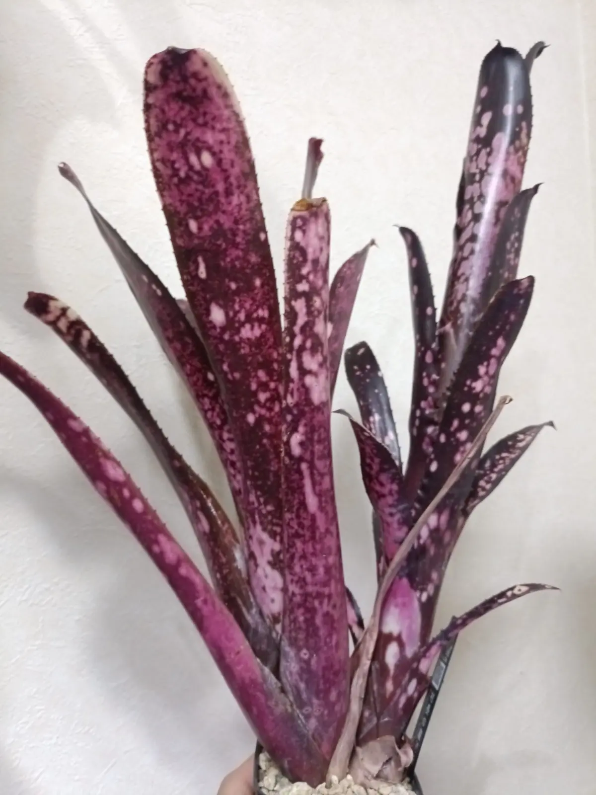 ビルベルギア　ハレルヤ