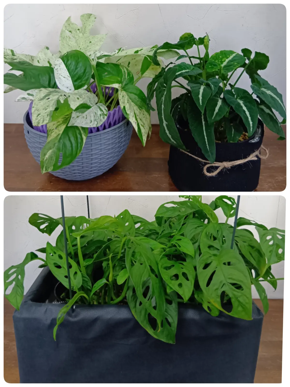 マドカズラ　ハブカズラ　シンゴニューム