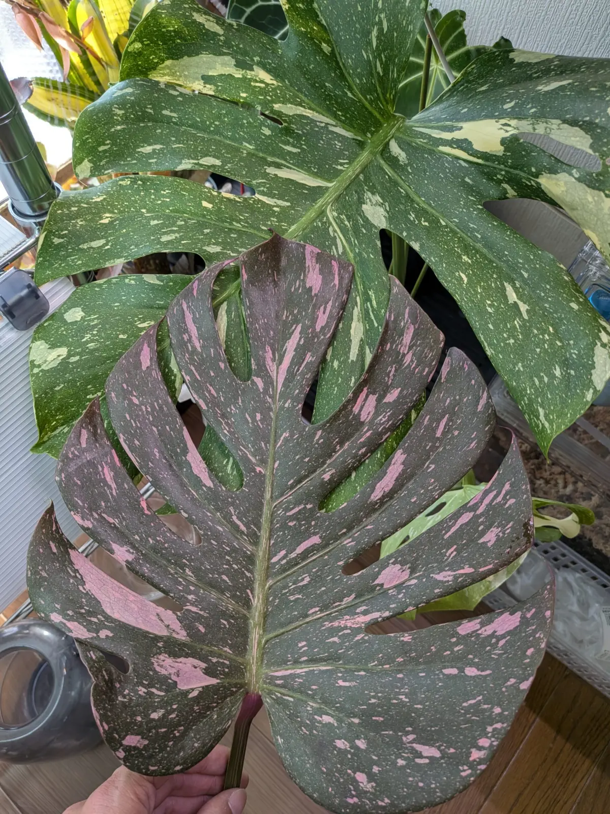 モンステラ　タイコンステレーション　ピンプリ風