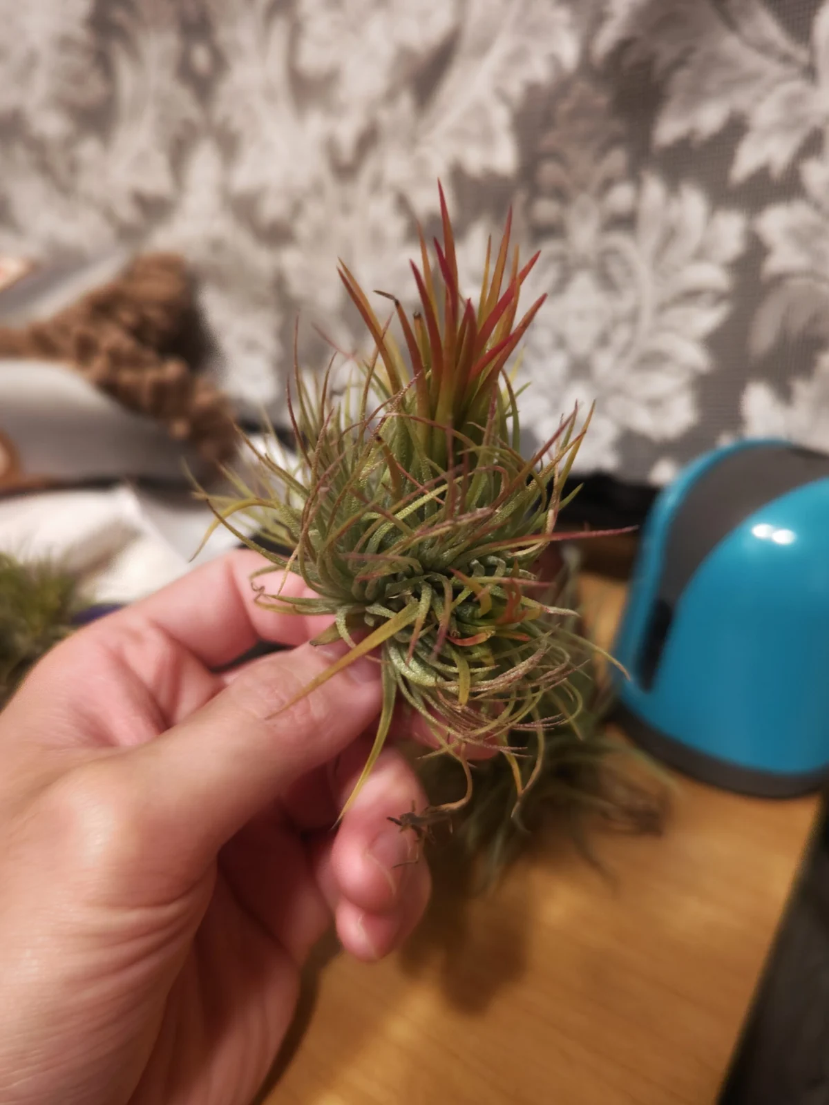 ティランジア　イオナンタフエゴ　モンストローサ？