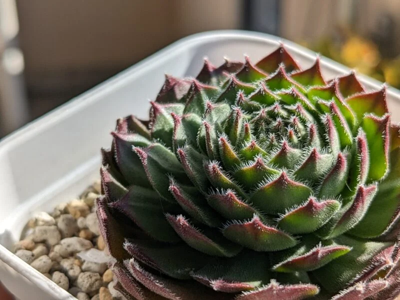 センペルビウム 名前忘れた 在りし日の姿 多肉植物