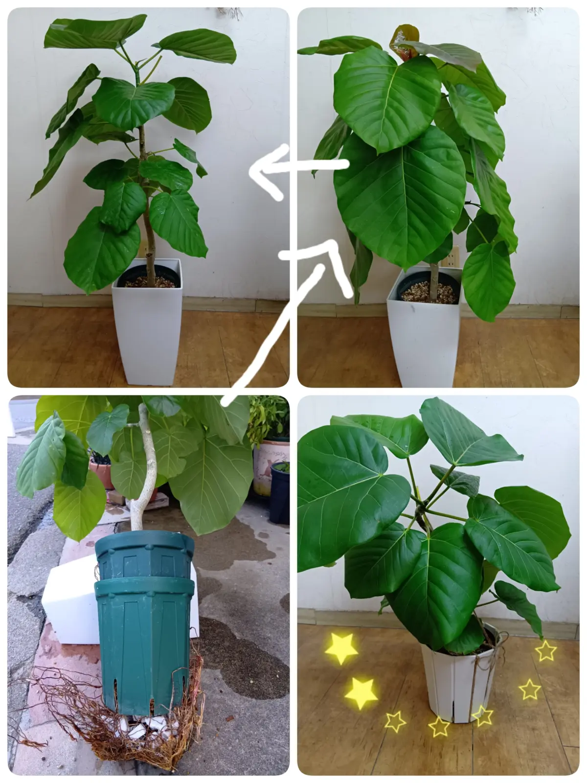 フィカス　ウンベラータ