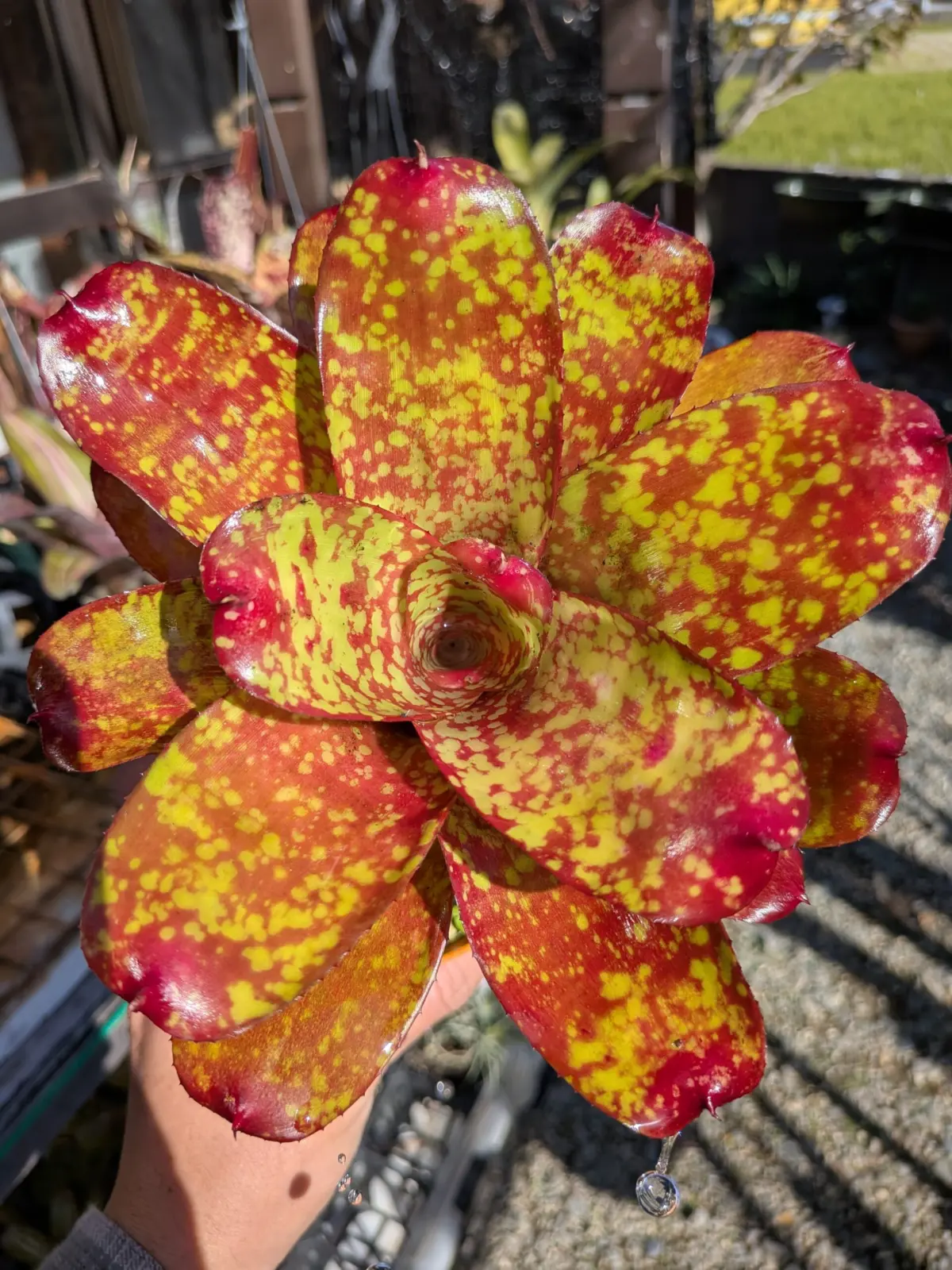 ネオレゲリア　バブリシャス