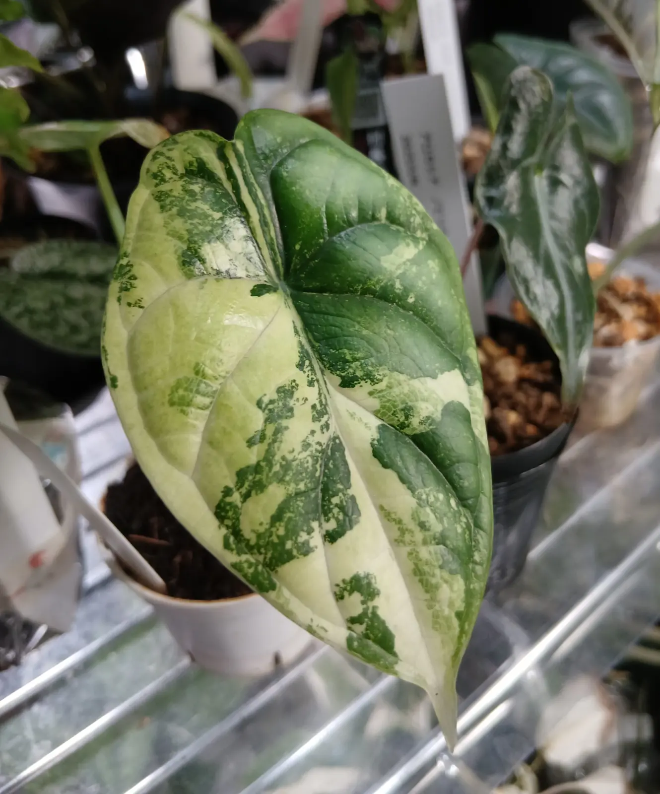 アロカシア　ドラゴンスケール　アルボ