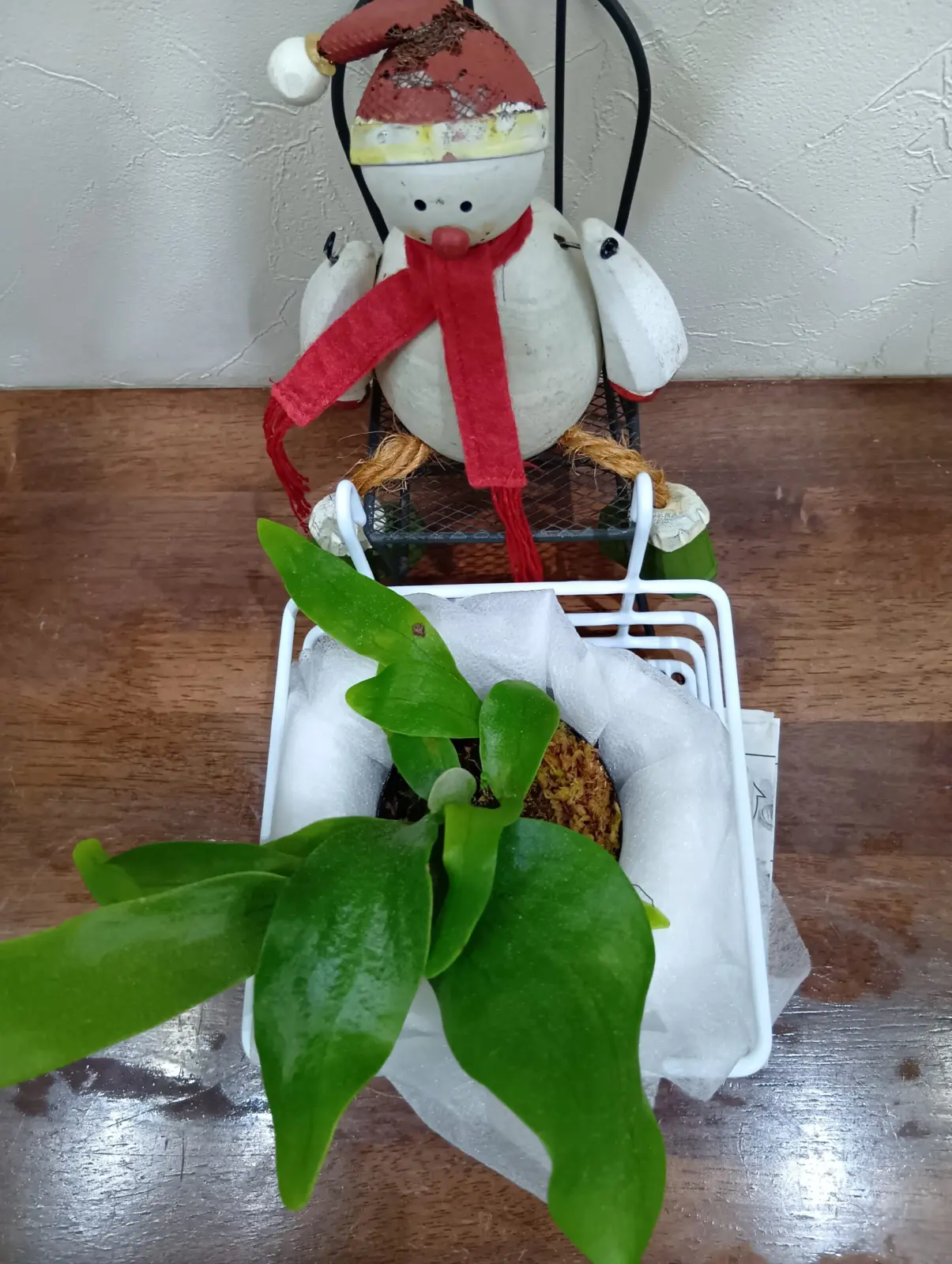 ビカクシダ　コモチ