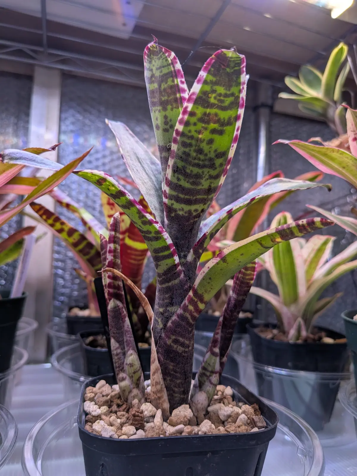 ネオレゲリア　タッチストーン