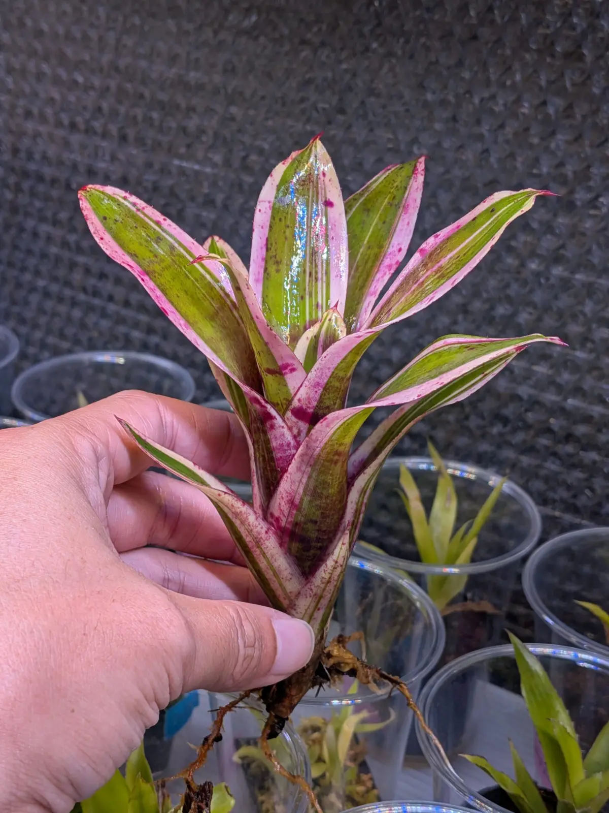 ネオレゲリア　プチフール