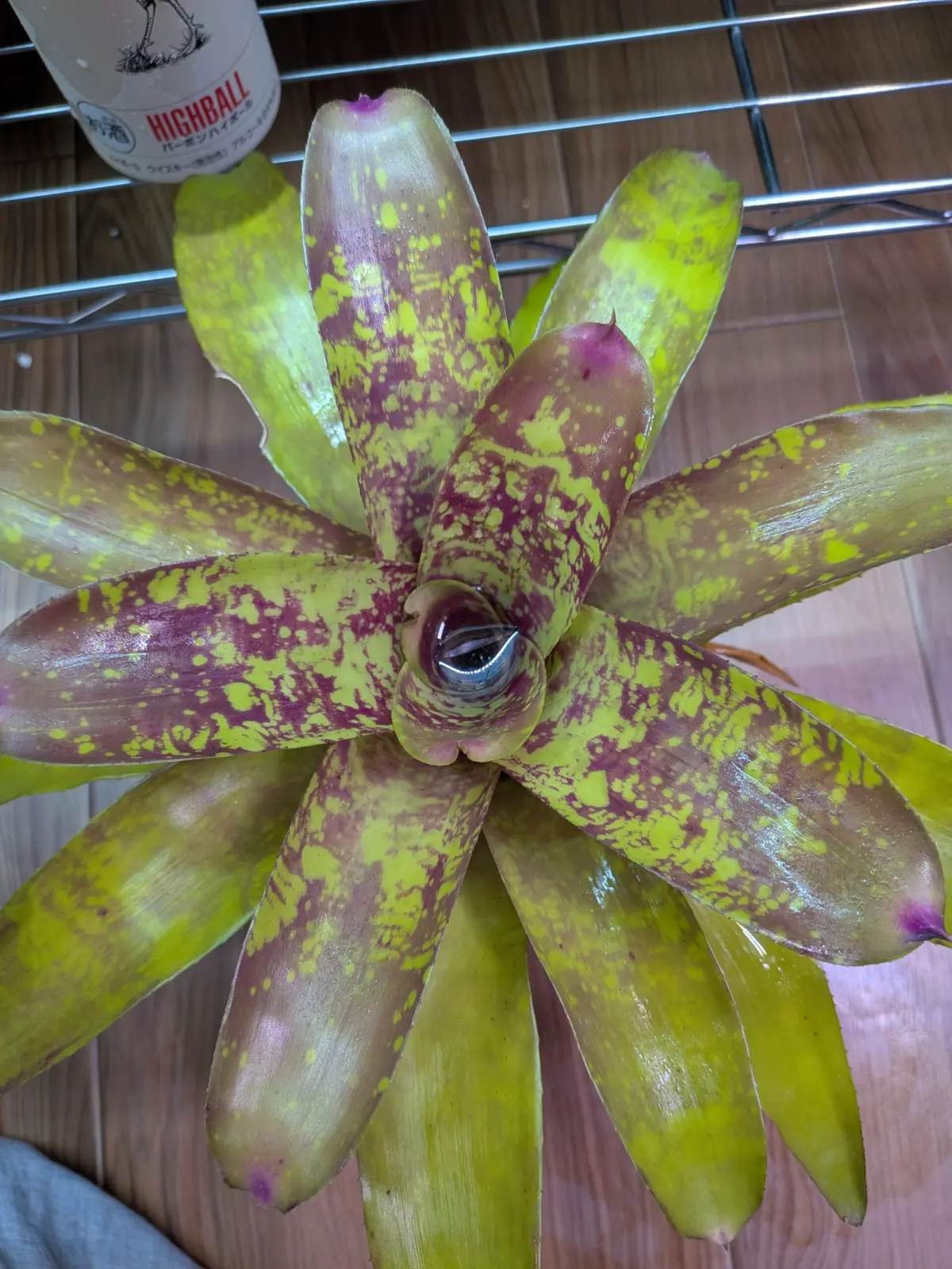 ネオレゲリア　ウィステリア