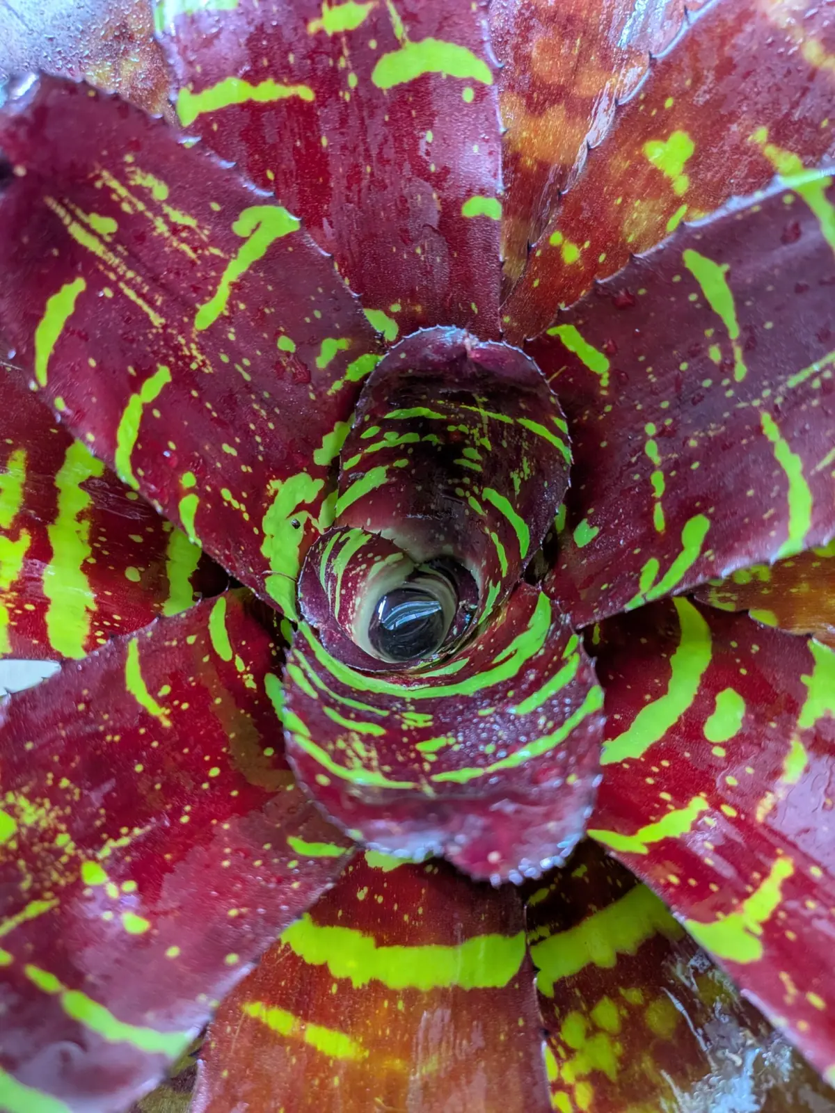 ネオレゲリア　ストレンジブリュー