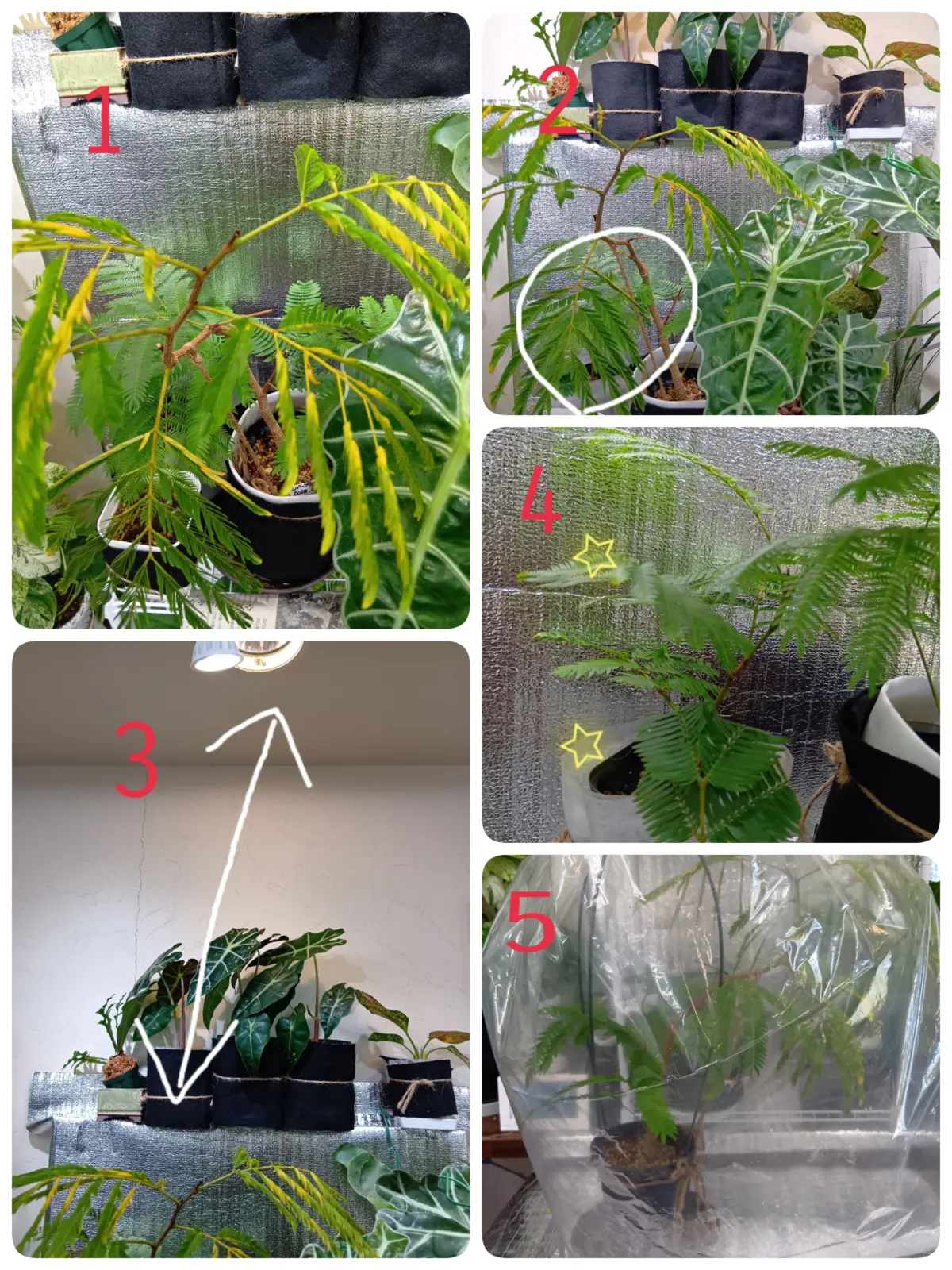 エバーフレッシュ