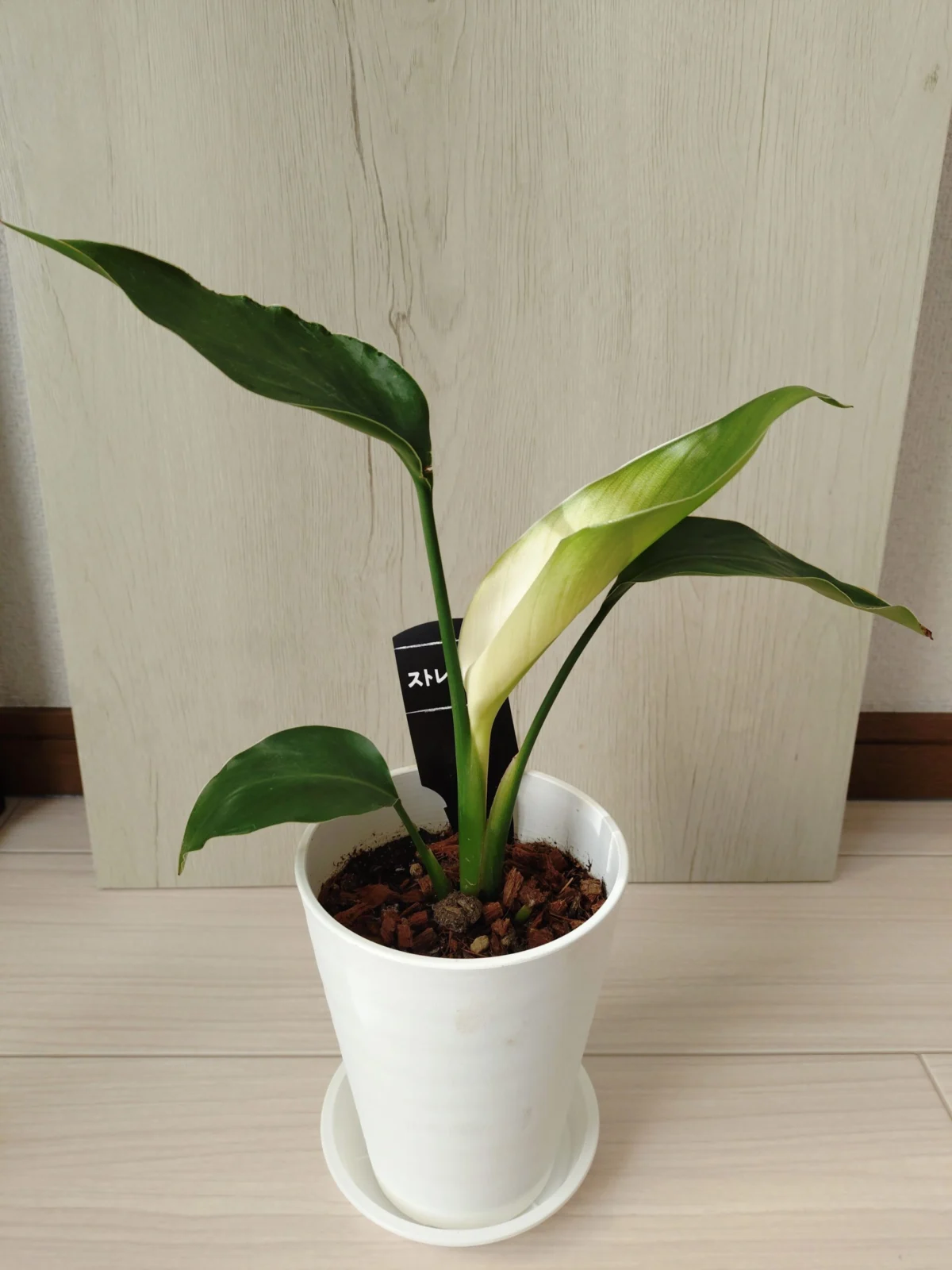 ストレリチア 斑?