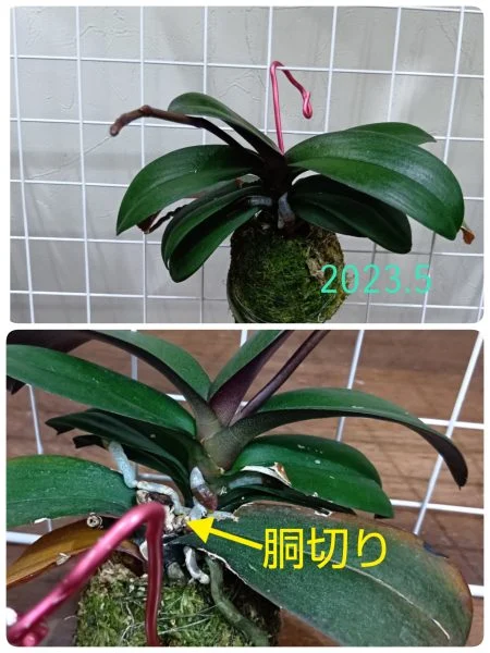 コチョウラン　胡蝶蘭