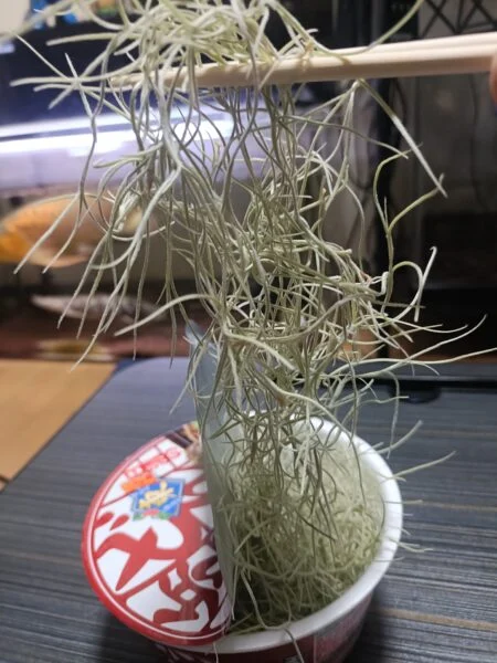 ティランジア　ウスネオイデス　おそば