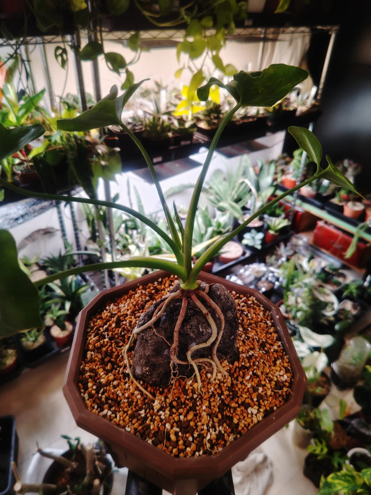 フィロデンドロン　セローム　盆栽