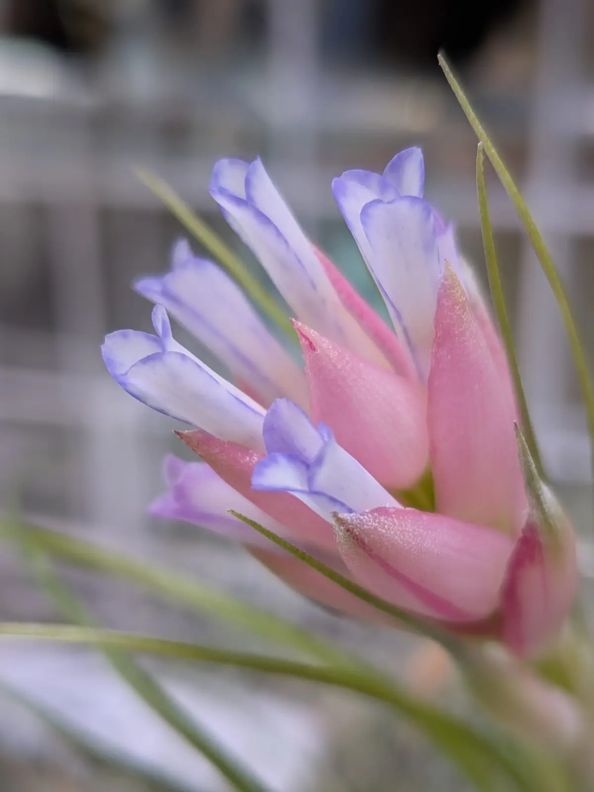 ティランジア ストリクタ 花