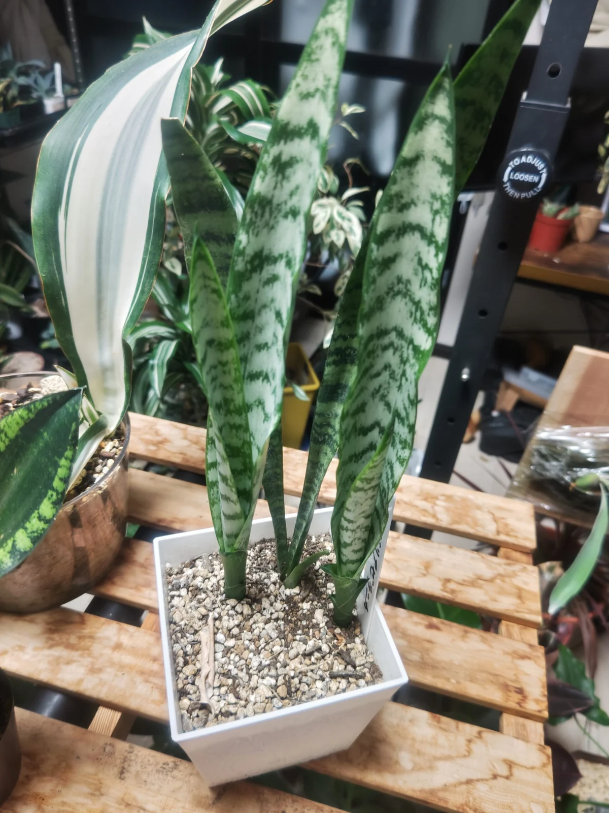 サンセベリア　ゼラニカ