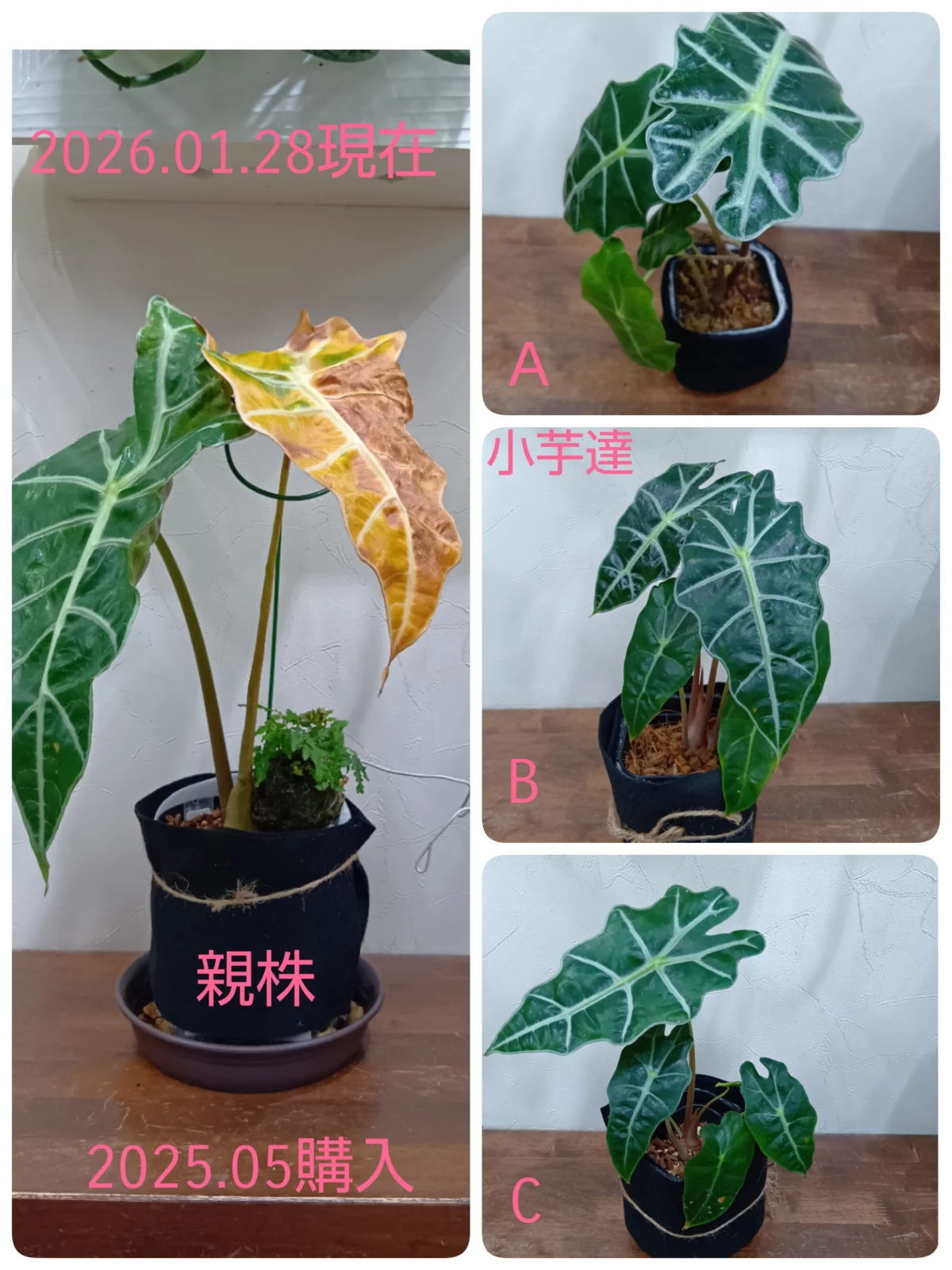 アロカシア　アマゾニカ