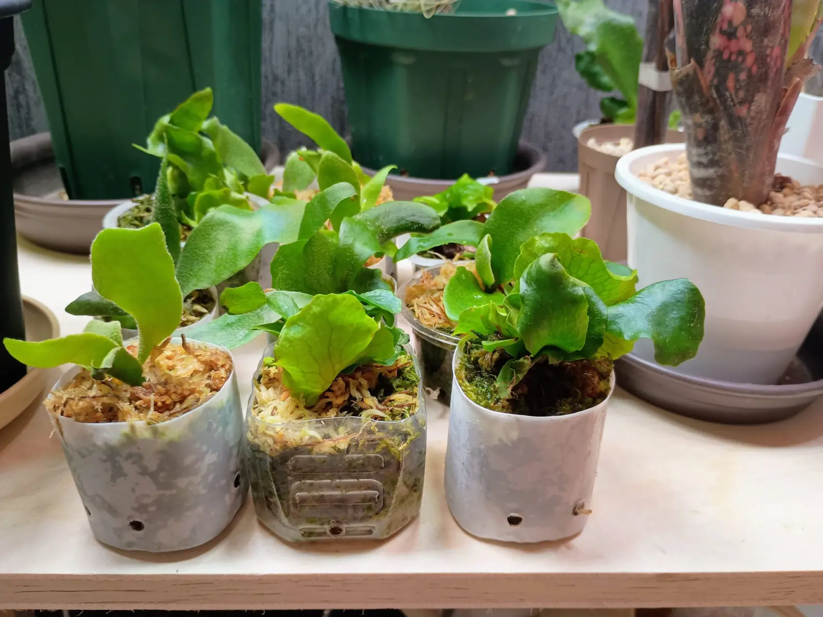 ビカクシダ　胞子培養