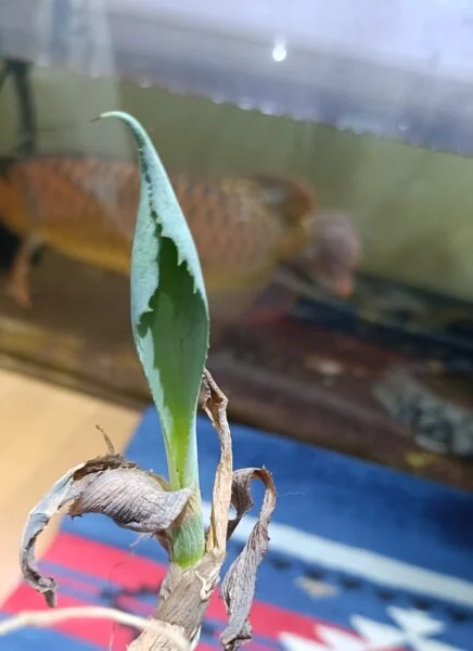 アガベ　風雷神