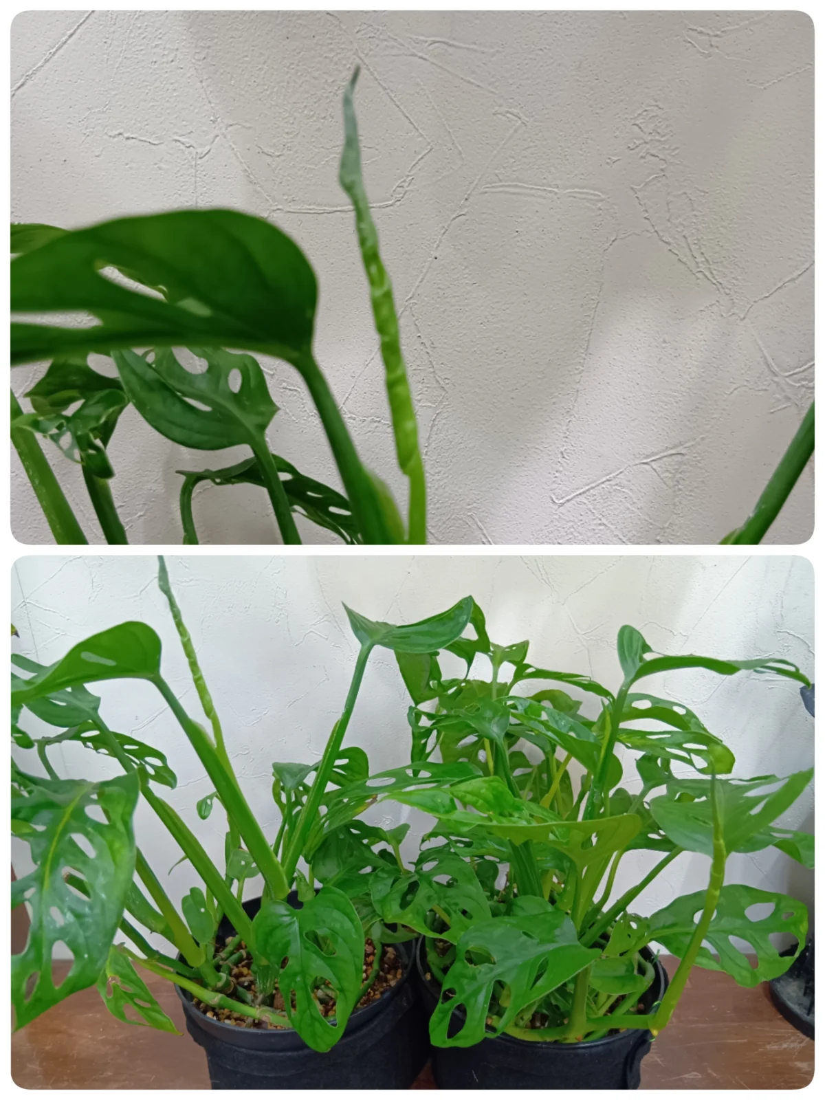 モンステラ　マドカズラ