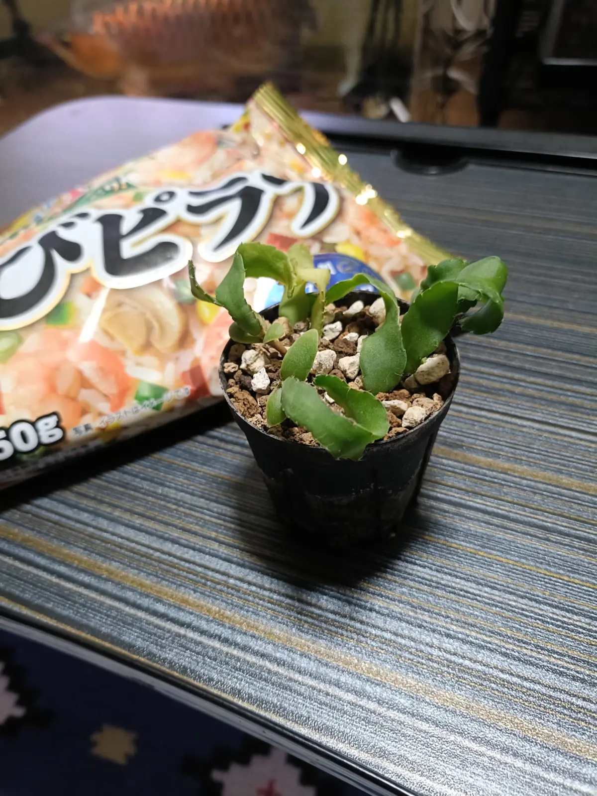 エピフィラム　グアテマレンシス　小苗