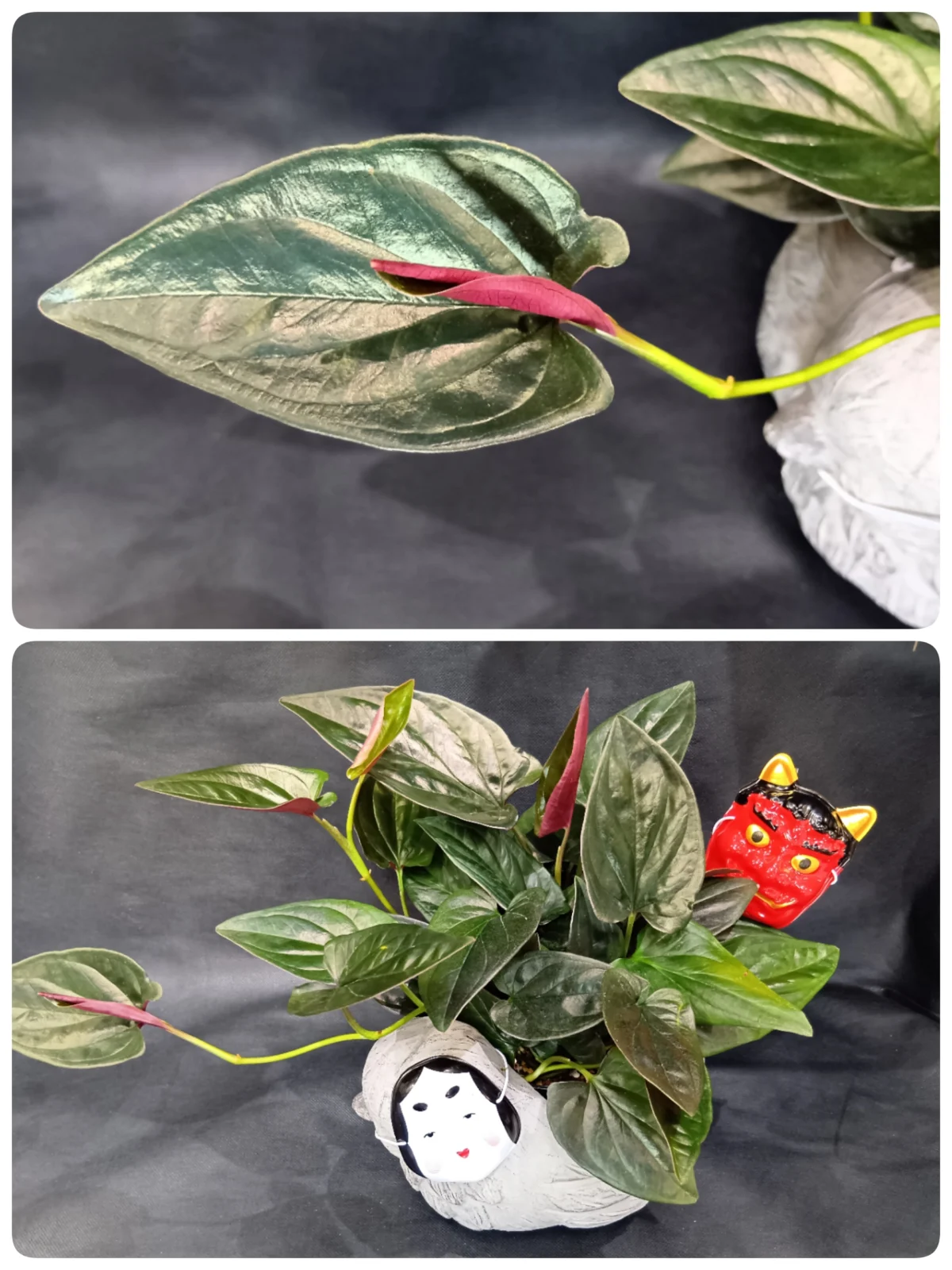 シンゴニウム　チョコレート