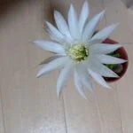 Panacareのアバター