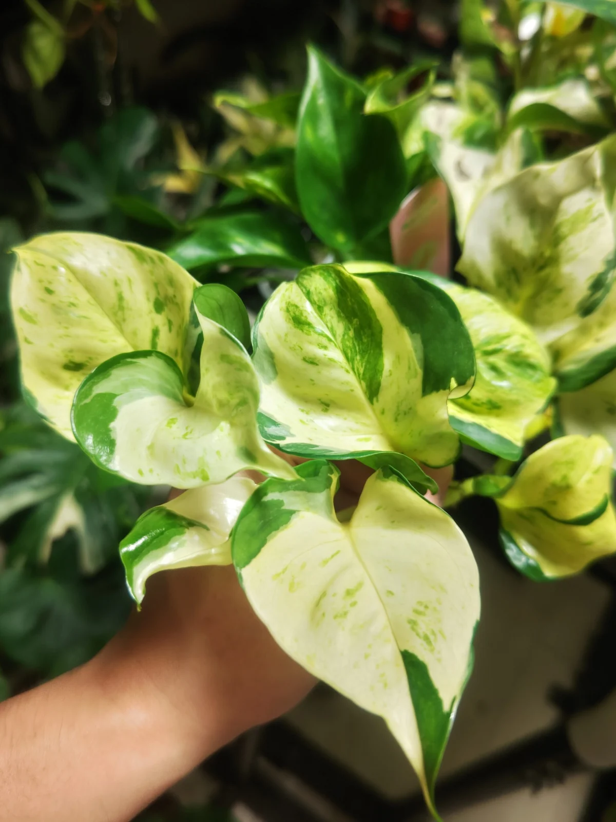 ポトス　ステータス　枝変り