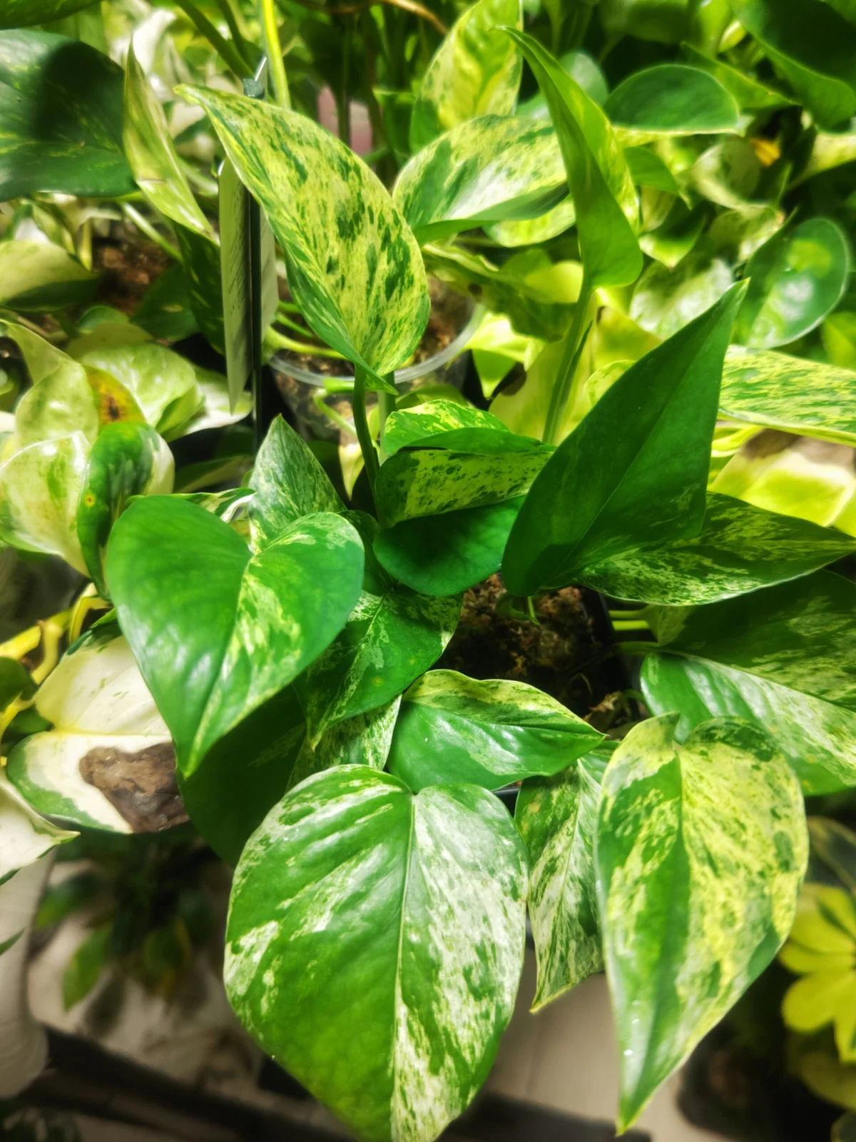 ポトス　マーブルクイーン　選別中