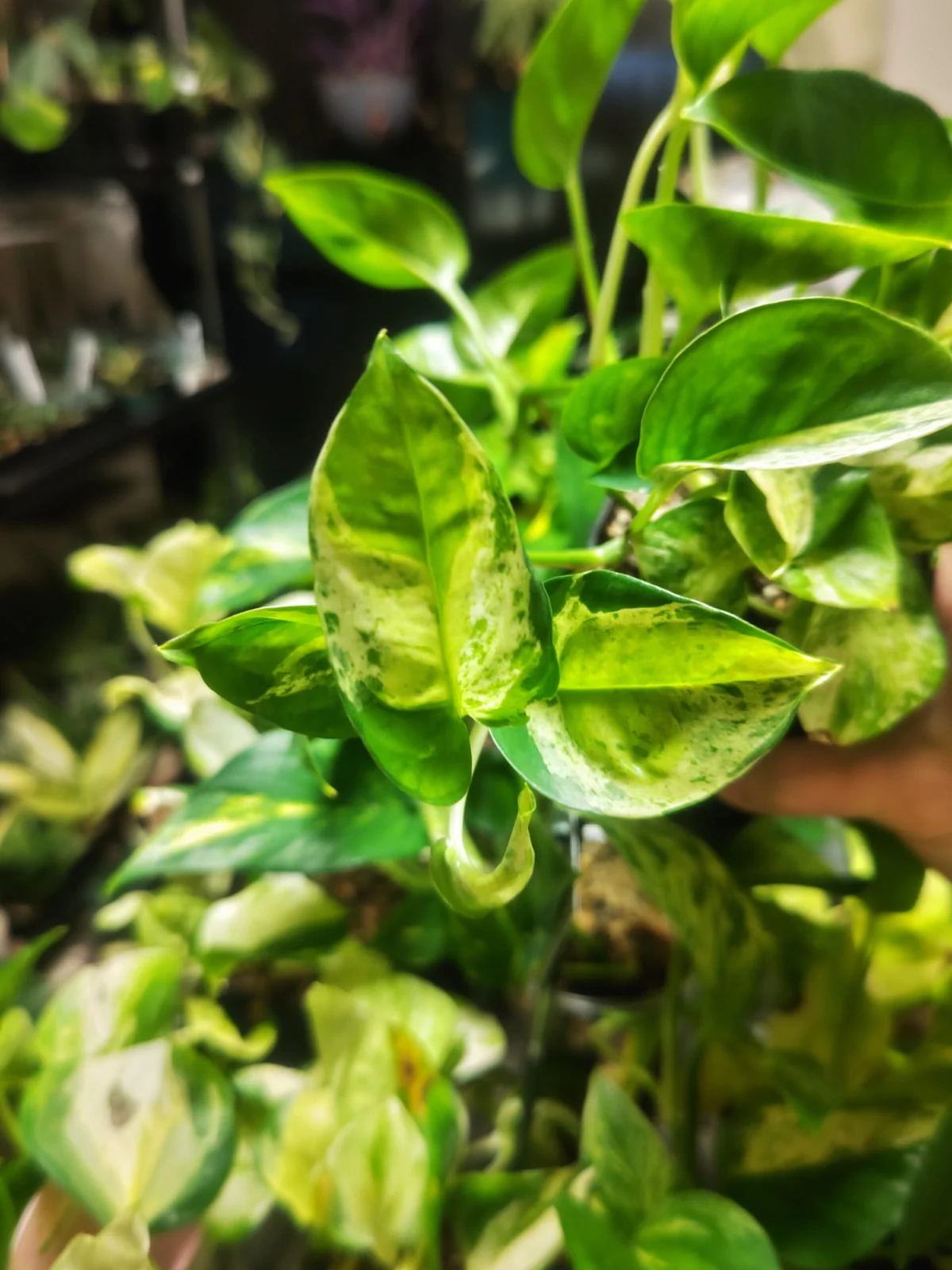 ポトス　グローバルグリーン　枝変り