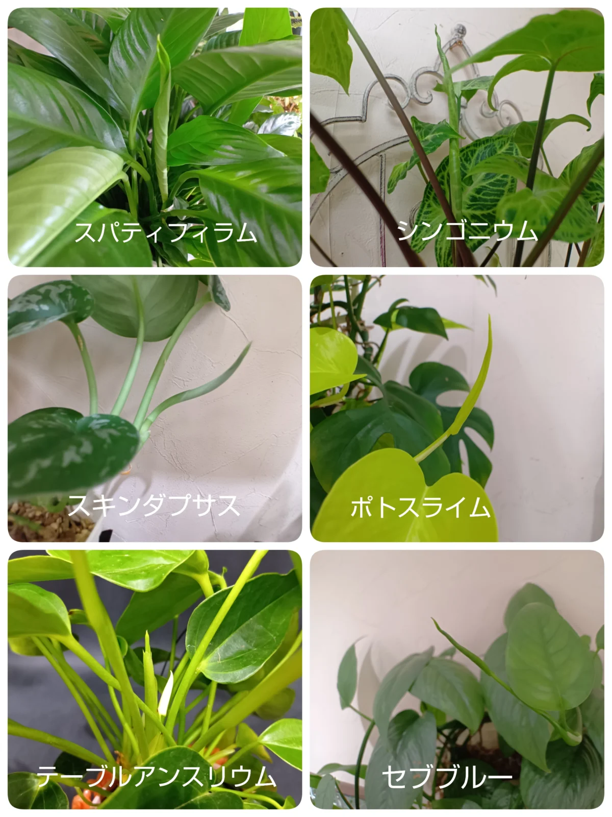 スパティフィラム　シンゴニウム　スキンダプサス　ポトスライム　テーブル　アンスリウム　セブブルー　