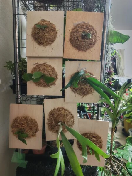 ビカクシダ　板付