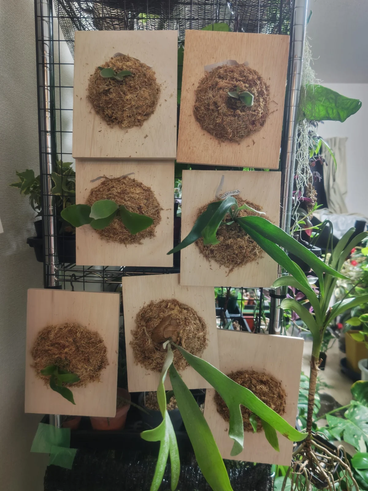 ビカクシダ　板付