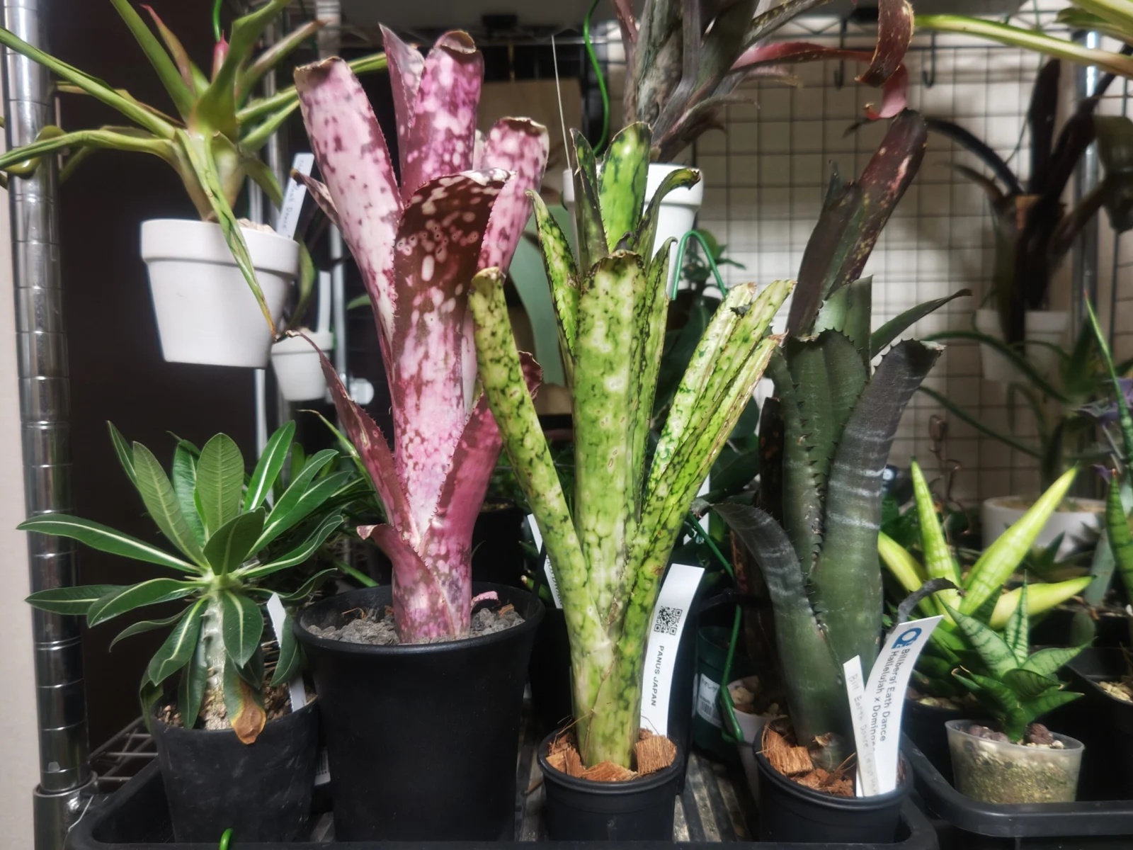 ビルベルギア　タルボットイブ　コーランマジック　アースダンス