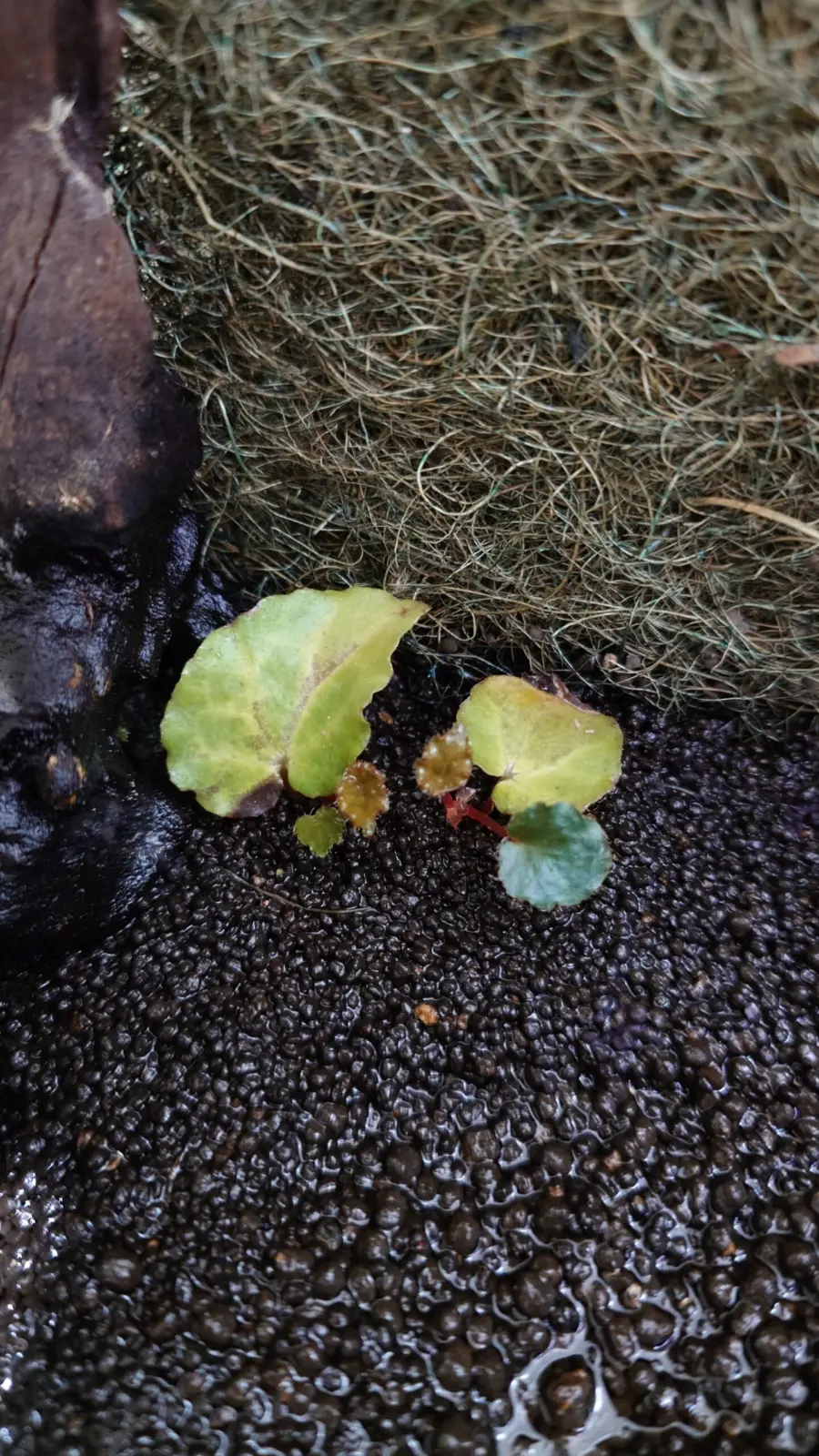 ベゴニア　フェロックス　葉挿し　2ヶ月