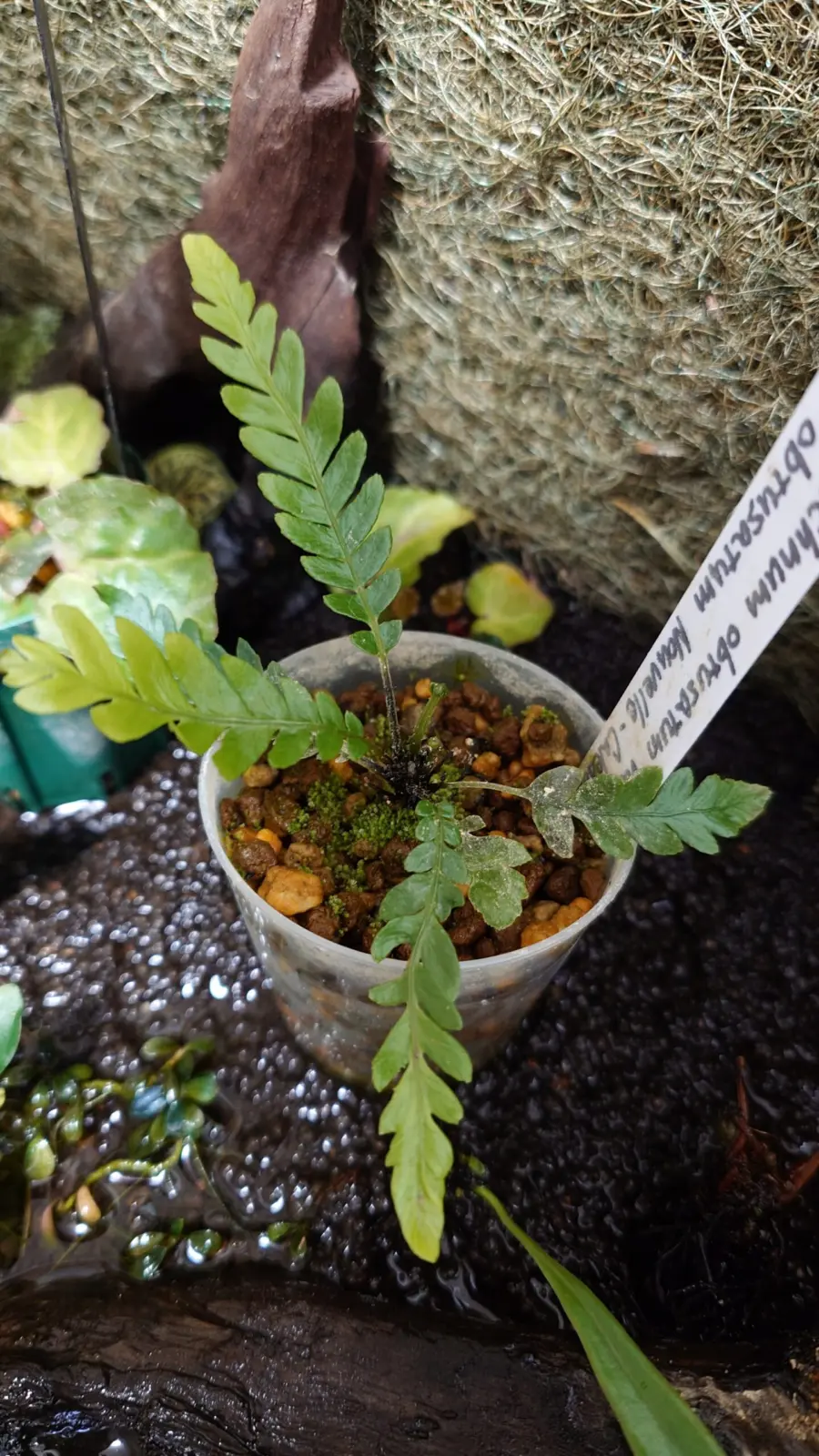 ブレクナム　オブツサタム　Verオブツサタム　子株