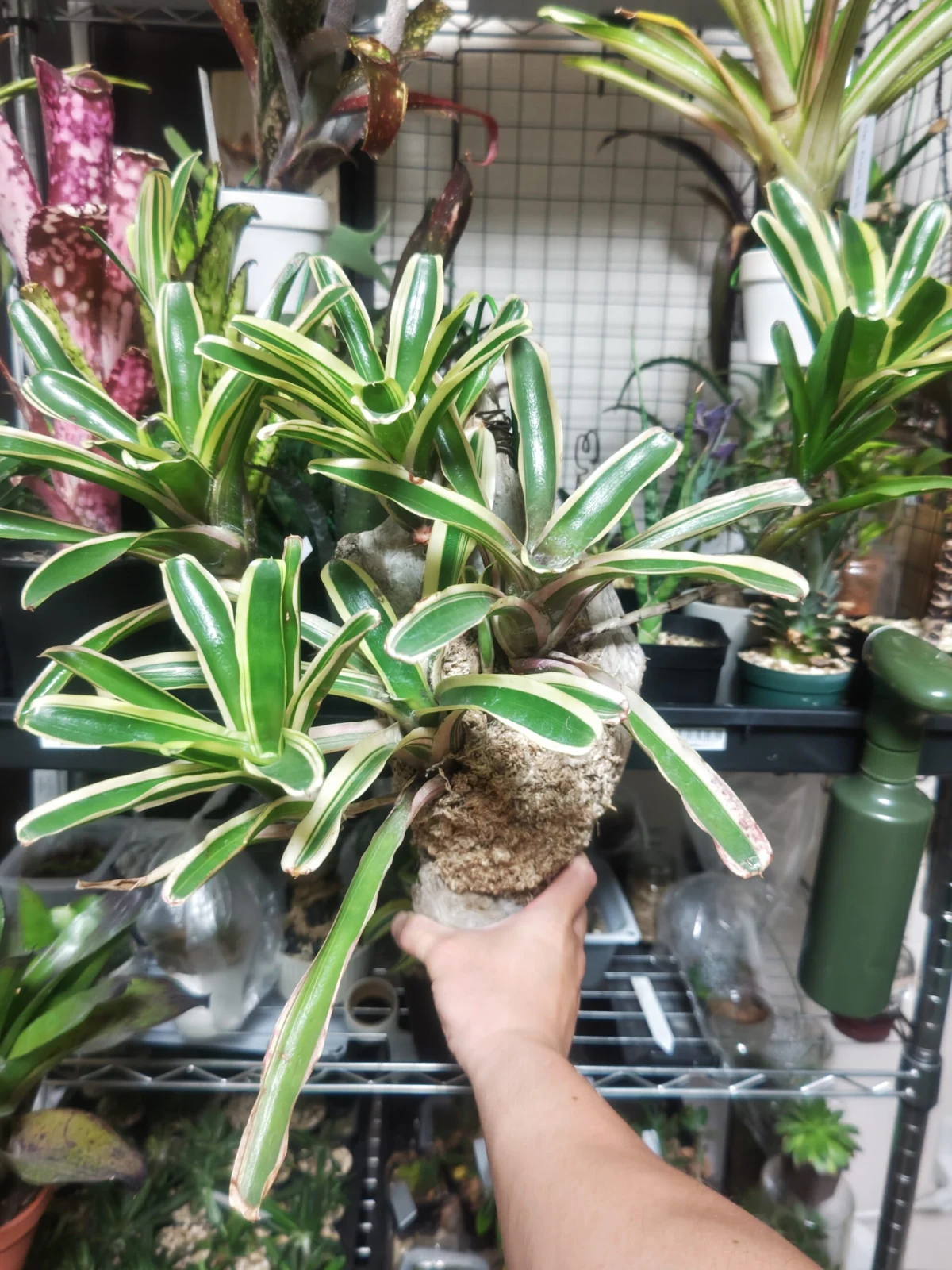 ビルベルギア　ファイヤーボール　アルボマジナータ